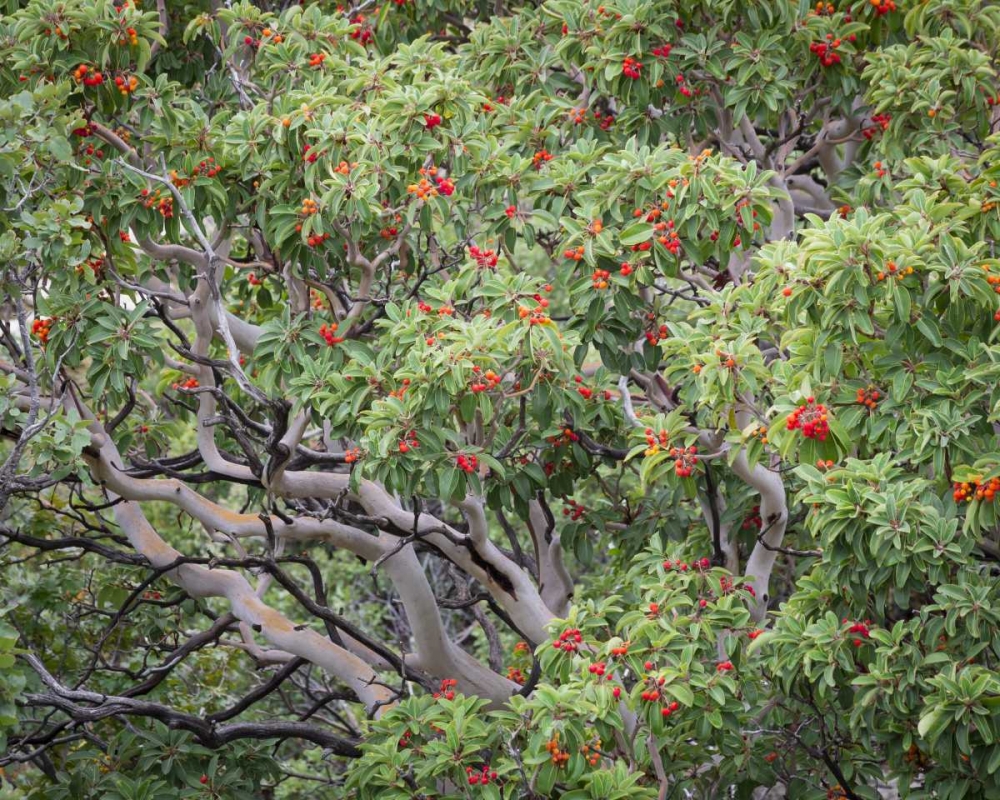 TX, Guadalupe Mts NP Texas madrona with berries